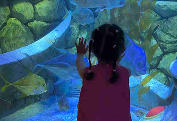 三亚亚特兰蒂斯失落的空间水族馆第 275 张图片