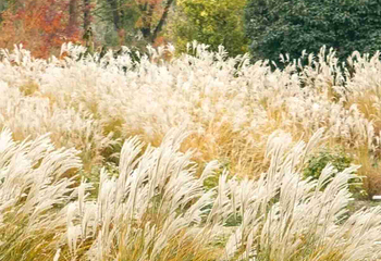 花开海上生态园第 124 张图片