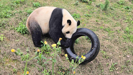岳阳中华大熊猫苑第 18 张图片