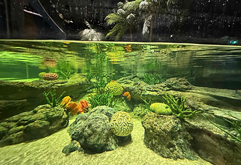 新加坡海洋生态馆第 55 张图片