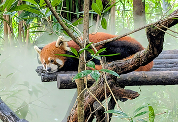 熊猫谷第 76 张图片