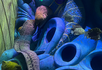 三亚亚特兰蒂斯失落的空间水族馆第 183 张图片