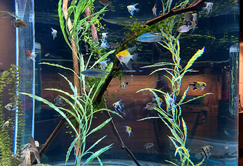 Sea Life COEX水族馆第 45 张图片