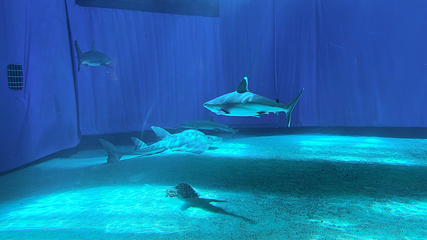 冲绳美丽海水族馆第 181 张图片