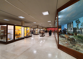 雅典大学历史博物馆