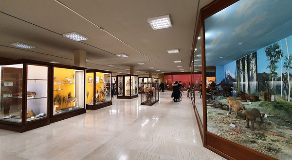 雅典大学历史博物馆