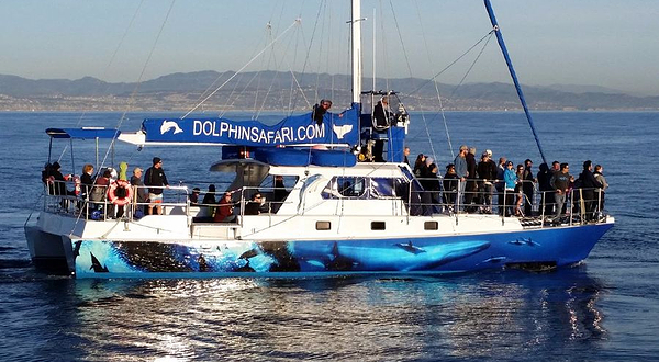 戴维船长的观鲸&海豚之旅