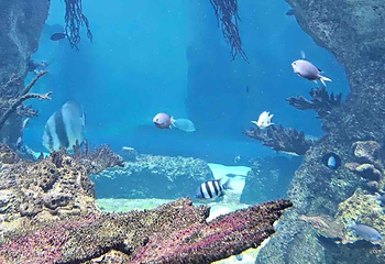 水族馆－水上动物园第 6 张图片