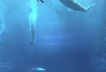 三亚亚特兰蒂斯失落的空间水族馆第 251 张图片
