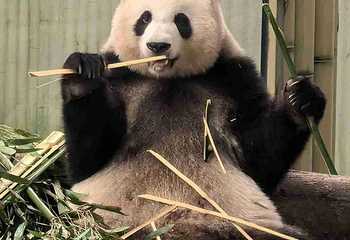 重庆动物园第 91 张图片
