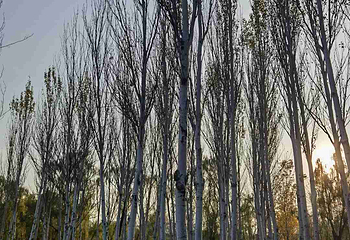 西安浐灞国家湿地公园第 25 张图片