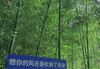 鲸鱼沟竹海风景区第 43 张图片