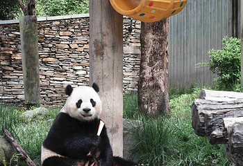 卧龙中华大熊猫苑神树坪基地第 49 张图片