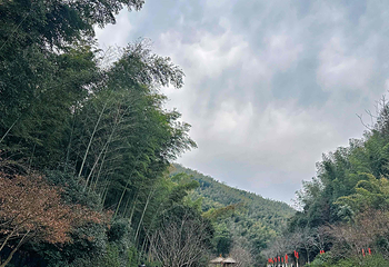 宜兴竹海风景区第 40 张图片
