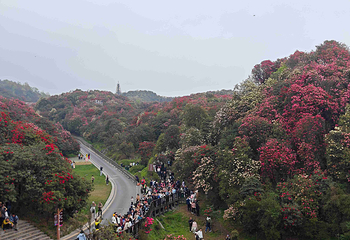 百里杜鹃风景区第 81 张图片