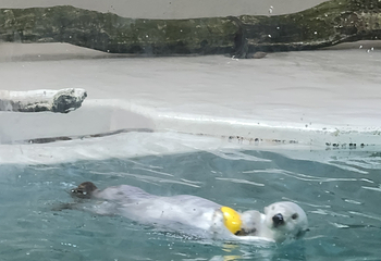 鸟羽水族馆第 25 张图片