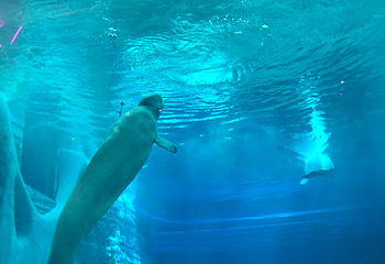 上海海洋水族馆第 189 张图片