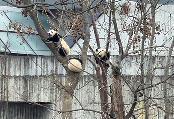 成都大熊猫繁育研究基地第 572 张图片