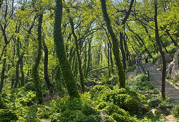 泰山风景区第 214 张图片