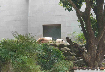 熊猫馆第 7 张图片