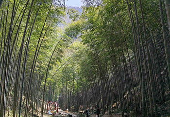 宜兴竹海风景区第 14 张图片