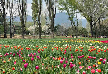 国家植物园(原北京植物园)第 36 张图片