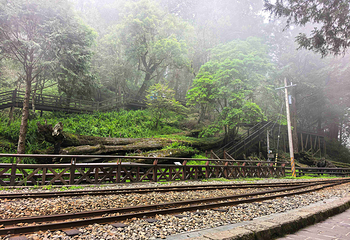 阿里山国家风景区第 43 张图片