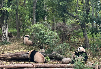 成都大熊猫繁育研究基地第 308 张图片