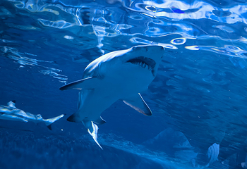 上海海洋水族馆第 157 张图片