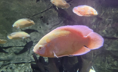 河内时代之城水族馆第 13 张图片