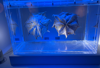 名古屋港水族馆第 50 张图片