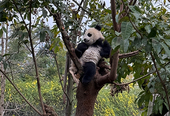 成都动物园第 66 张图片