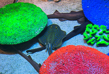 吉隆坡城中城水族馆第 42 张图片