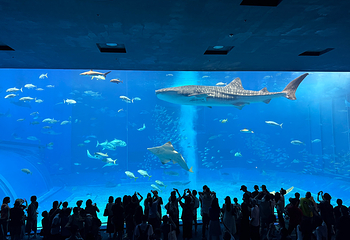 冲绳美丽海水族馆第 102 张图片