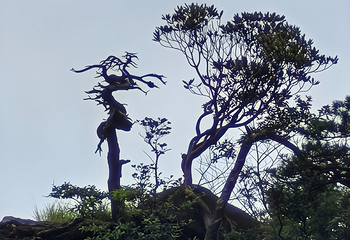 三清山风景区第 429 张图片