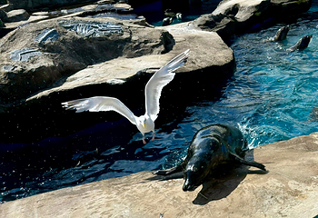SEA LIFE Scarborough第 7 张图片