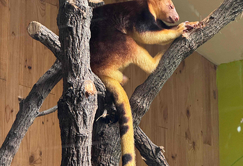 新加坡动物园第 162 张图片