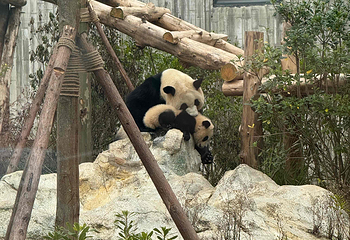 成都大熊猫繁育研究基地第 365 张图片