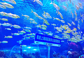 上海海昌海洋公园第 153 张图片