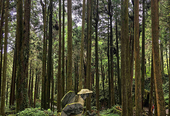 阿里山国家风景区第 34 张图片