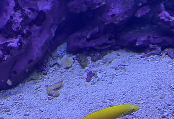 凯恩斯水族馆第 50 张图片
