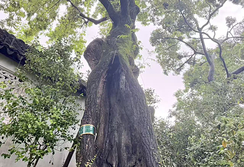 拙政园第 491 张图片