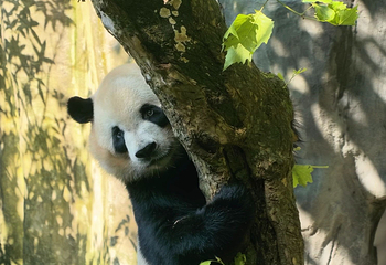 熊猫谷第 77 张图片