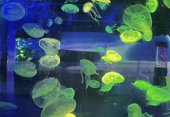南通森迪冰雪海洋乐园第 16 张图片
