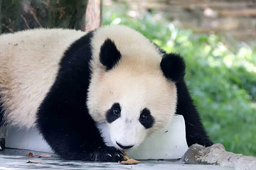 卧龙中华大熊猫苑神树坪基地第 34 张图片