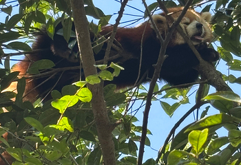 小熊猫森林公园第 33 张图片