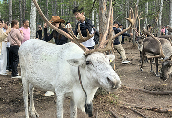 敖鲁古雅使鹿部落景区第 115 张图片