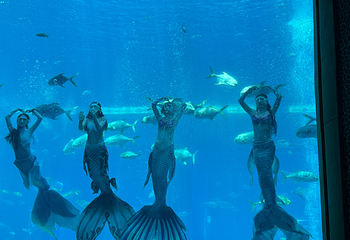三亚亚特兰蒂斯失落的空间水族馆第 200 张图片