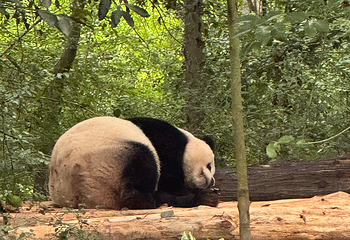成都大熊猫繁育研究基地第 368 张图片