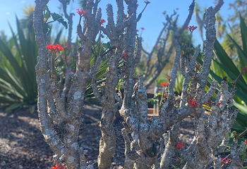 布里斯班植物园 - 库萨山第 11 张图片